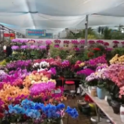 科技加持“美丽经济” 各地年宵花卉集中上市销售火热