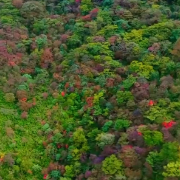 “十四五”期间我国野生植物保护取得重要进展