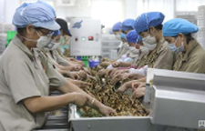高质量发展看中国｜小特产变身大产业 集群化发展绘就特色农业新图景