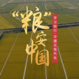 学习知行·中国式现代化丨“粮”安中国