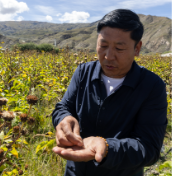 从一滴药浴到34亿元产值:传统藏医药走进现代生活