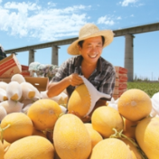 新疆丨哈密：“甜蜜引擎”激活乡村活力