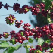 改革者 正青春丨中国咖啡第一村为啥能闯出世界“咖位”？