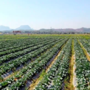 新疆：机械化助力辣椒高效、精准种植