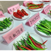 活力中国调研行丨江西高安：这一口辣是乡村产业振兴的幸福滋味
