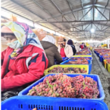 2025年新疆果品出口42亿元 同比增长44%