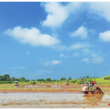 请缨攻“低镉”，续写“禾下梦”——记“全省担当作为优秀干部”李莉