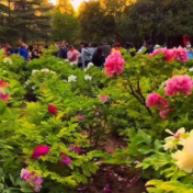 赏花、喝茶、放风筝 中国春天的快乐谁懂啊