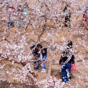花海漫天山，藏着新疆文旅的“流量密码”