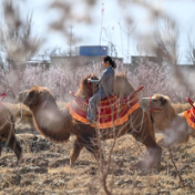新疆吐鲁番：赴一场杏花之约
