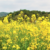 春日经济新图景丨这份原生态，守住了春天最硬核的美！