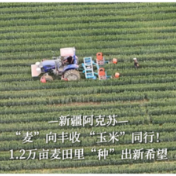新疆阿克苏:“麦”向丰收 “玉米”同行!1.2万亩麦田里“种”出新希望