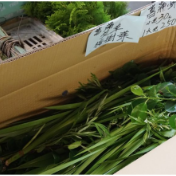 粽香情浓文脉长——台湾各地庆端午佳节