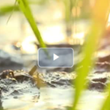 跟着院士去种地丨吃健康米饭、过“火辣”日子