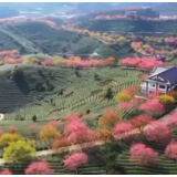 多地春茶开启采摘热潮 茶园“智慧大脑”增添科技范儿