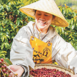 凭借独特风味和品质走俏国际市场——  云南咖啡 香飘世界（国际视点）