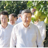 说“闻”解字·从总书记关心的梅州金柚，读懂乡村的“土”“特”“产”