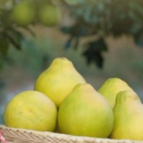 和总书记面对面｜金柚子映照好日子