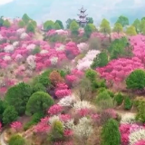 新思想引领新征程丨植树增绿共建美丽中国