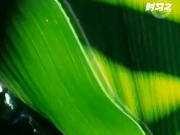 时习之丨采取“长牙齿”的硬措施保护耕地