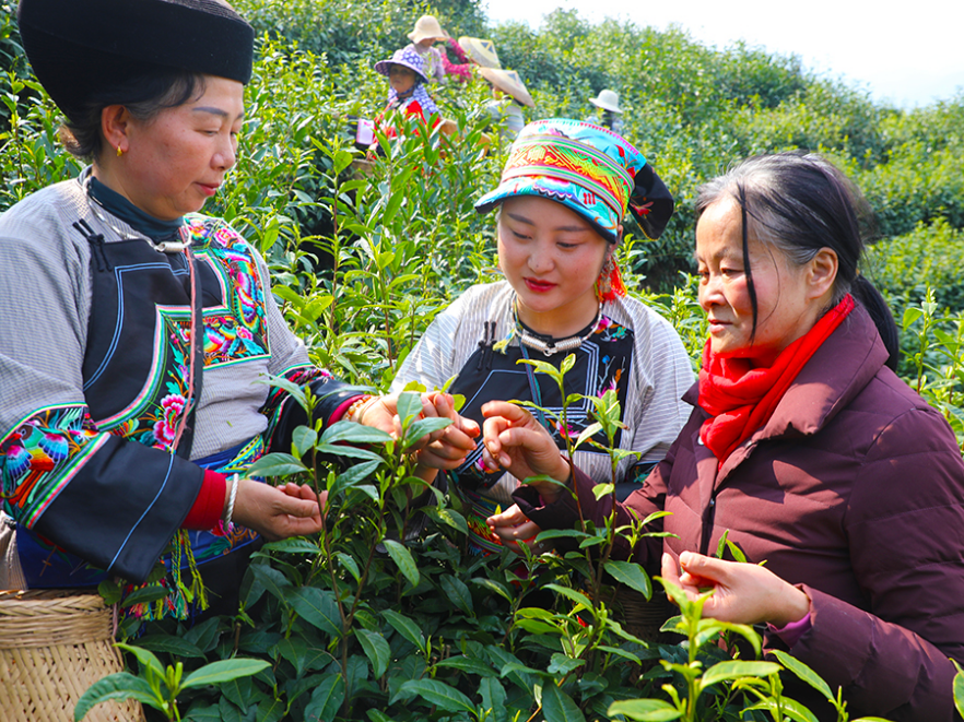 潇湘银辉 | 张湘生:四十年坚守铸就21亿元茶产业传奇