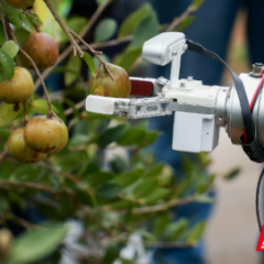 农业气象提醒:湖南未来5天多阴雨天气 油茶注意避雨采收