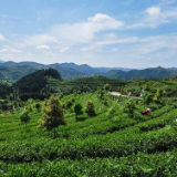 湘茶四海飘香:湖南省茶业集团精彩亮相第八届进博会