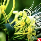 做好“两朵金花”,湖南医药集团助力乡村振兴有“妙方”