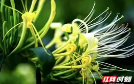 做好“两朵金花”，湖南医药集团助力乡村振兴有“妙方”