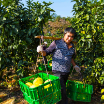绿色印记，岁月沉香丨从“活不成”到“绿标果”，一颗红柚的重生记