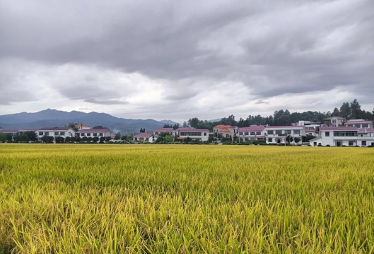 湖南2家粮食仓储企业入围2025年绿色储粮技术集成应用示范点单位名单