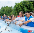万尾濒危鱼类胭脂鱼回湘江——湖南探索“科学放生+法治善行”生态保护新模式