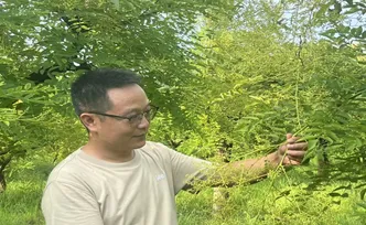 乡村追梦人｜付平国：金槐产业书写的乡村振兴答卷