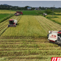宁乡灰汤示范田交出“黄金答卷”：早稻亩均单产587.84公斤