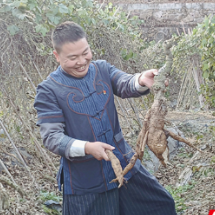 乡村追梦人丨王作军：小葛根撬动大产业，土家汉子铺就共富路