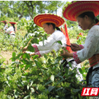 绿水青山的潇湘答卷——“十四五”以来湖南林业践行“两山”理念成效显著