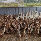 湖南发布《致全省畜禽养殖场（户）的倡议书》