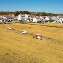 湖南:多元主体聚力 筑牢储备粮源基地建设根基