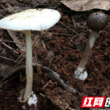勿采食野生蘑菇 今年已中毒20人！湖南省食安办发布野生蘑菇中毒2026年第一次预警