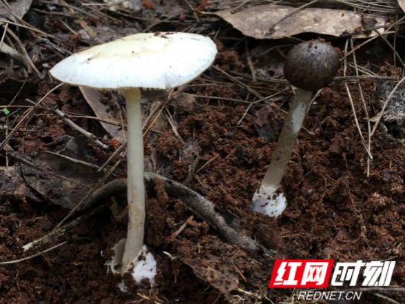 勿采食野生蘑菇 今年已中毒20人！湖南省食安办发布野生蘑菇中毒2026年第一次预警
