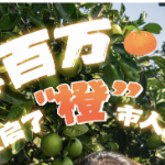 新农人·兴永兴 | 何金香:放弃百万,她重启了“橙”市人生