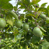 苏仙区五盖山:高山百香果满枝头 清脆纯甜“抢鲜”北上广