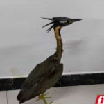 国庆特殊“嘉宾”——全球濒危的海南鳽做客桂东