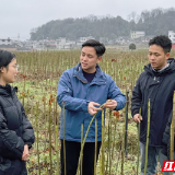青创郴州 筑梦未来 | 90后油桐专家杨安仁:油桐花开处 致富路更宽