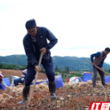 临武县南强镇:土里掘“金” 玉竹铺就振兴路