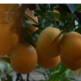 宜章县龙村瑶族村:调试智能分选线 备战脐橙丰收季