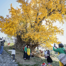 临武县：五百年银杏树披“金甲” “树”写岁月芳华
