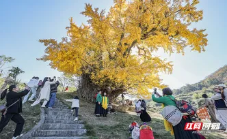 临武县：五百年银杏树披“金甲” “树”写岁月芳华