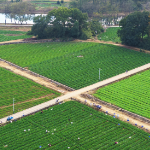 嘉肴·家味 ③  | 嘉禾县：美食飘香 激活产业发展新引擎