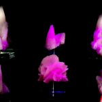 湘恒矿物宝石“粉红女郎”熠熠生辉 亮相郴州市第二届矿物宝石酒店展